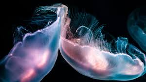 Attēlu rezultāti vaicājumam “Aurelia aurita”