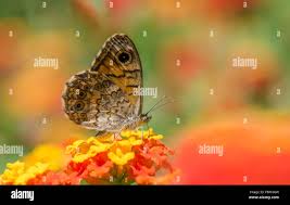 Attēlu rezultāti vaicājumam “Lasiommata megera”