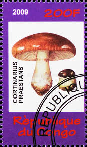 Attēlu rezultāti vaicājumam “Cortinarius praestans”
