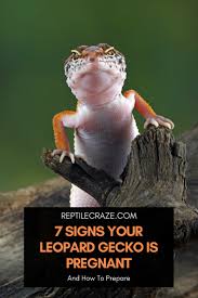 Image result for gravidity leopard gecko