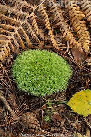 Attēlu rezultāti vaicājumam “Leucobryum glaucum”