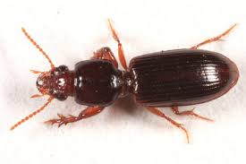 Attēlu rezultāti vaicājumam “Clivina fossor”