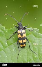 Attēlu rezultāti vaicājumam “Leptura quadrifasciata”