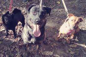 Image result for Addlestone Wanderers