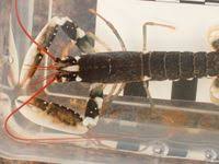 Image result for Homarus gammarus