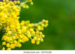 Attēlu rezultāti vaicājumam “Mahonia aquifolium bud”
