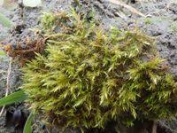 Attēlu rezultāti vaicājumam “Hygroamblystegium tenax”