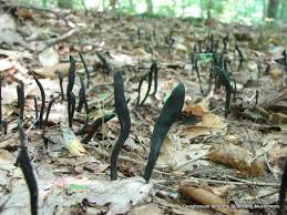 Attēlu rezultāti vaicājumam “Geoglossum sp.”