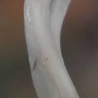 Attēlu rezultāti vaicājumam “Pseudocraterellus”