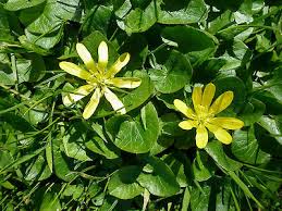 Attēlu rezultāti vaicājumam “Ficaria verna”