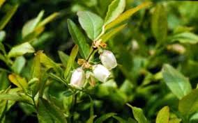 Attēlu rezultāti vaicājumam “Vaccinium angustifolium”