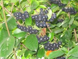 Attēlu rezultāti vaicājumam “Aronia melanocarpa fruit”