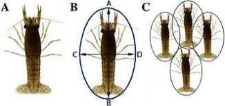 Attēlu rezultāti vaicājumam “Astacus leptodactylus”