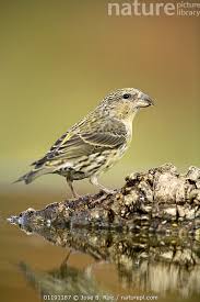 Image result for Loxia curvirostra