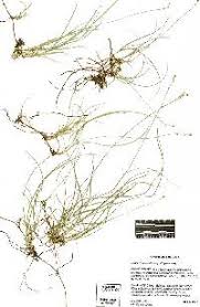 Attēlu rezultāti vaicājumam “Carex disperma”