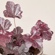 Image result for Heuchera `Midnight Rose`