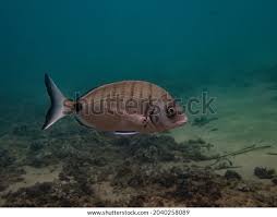 Image result for Diplodus sargus
