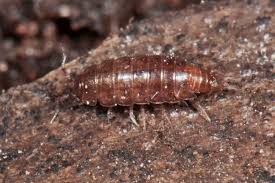 Attēlu rezultāti vaicājumam “Ligidium hypnorum”