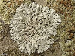 Attēlu rezultāti vaicājumam “Physcia tenella”