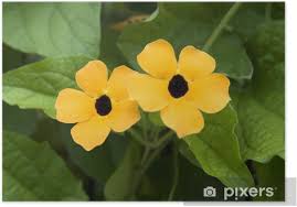 Image result for schwarzäugige Susanne