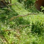 Attēlu rezultāti vaicājumam “Calamagrostis canescens fruit”