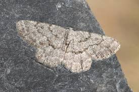 Attēlu rezultāti vaicājumam “Charissa ambiguata”