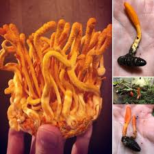 Attēlu rezultāti vaicājumam “Cordyceps”