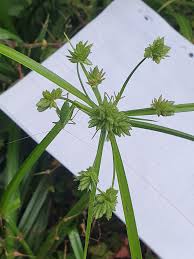 Attēlu rezultāti vaicājumam “Clitellaria ephippium”