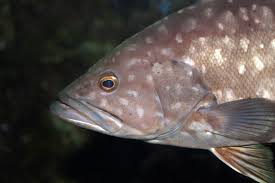 Image result for Epinephelus marginatus