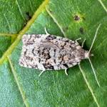 Attēlu rezultāti vaicājumam “Dichelia histrionana”