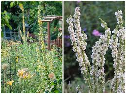 Image result for Königskerzen