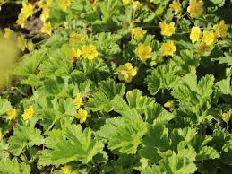 Attēlu rezultāti vaicājumam “Waldsteinia geoides”