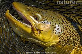 Attēlu rezultāti vaicājumam “Salmo trutta”