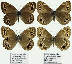 Attēlu rezultāti vaicājumam “Lopinga achine”