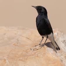 Image result for Oenanthe leucopyga