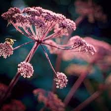 Attēlu rezultāti vaicājumam “Angelica palustris flower”