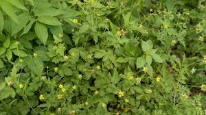 Image result for Geum urbanum