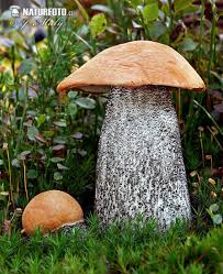 Attēlu rezultāti vaicājumam “Leccinum versipelle”