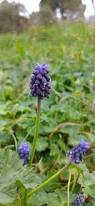 Attēlu rezultāti vaicājumam “Muscari neglectum flower”