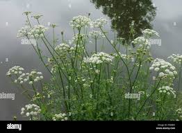 Attēlu rezultāti vaicājumam “Cicuta virosa”