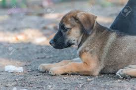 Attēlu rezultāti vaicājumam “Canis lupus familiaris”