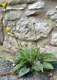 Attēlu rezultāti vaicājumam “Hypochaeris maculata flower”