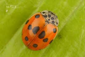 Attēlu rezultāti vaicājumam “Adalia decempunctata”