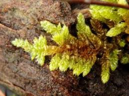 Attēlu rezultāti vaicājumam “Hypnum cupressiforme var. lacunosum sporophyte”
