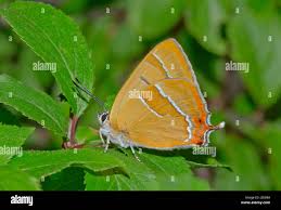 Attēlu rezultāti vaicājumam “Thecla betulae underside”