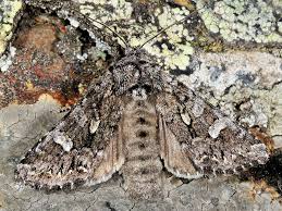 Attēlu rezultāti vaicājumam “Papestra biren”