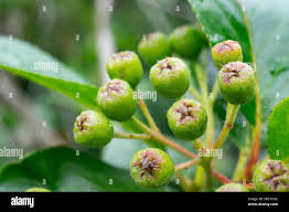 Attēlu rezultāti vaicājumam “Aronia melanocarpa bud”