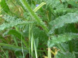 Attēlu rezultāti vaicājumam “Anchusa arvensis leaf”