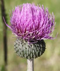 Attēlu rezultāti vaicājumam “Cirsium acaule fruit”