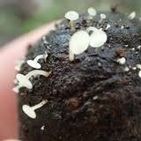 Attēlu rezultāti vaicājumam “Hymenoscyphus fructigenus var. coryli”